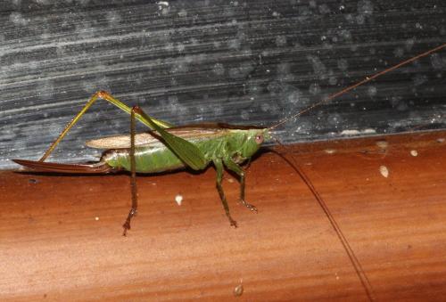 Réf. 215 729 : Conocephalus fuscus